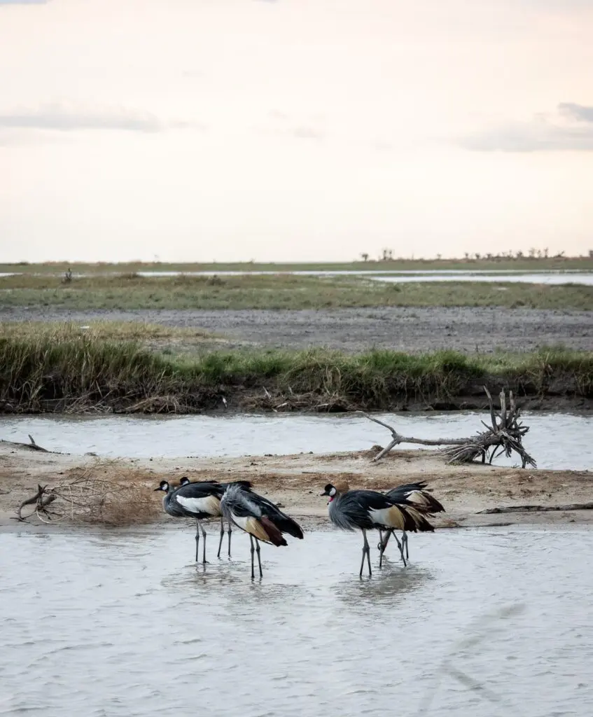 Birds in Makgadikgadi pans