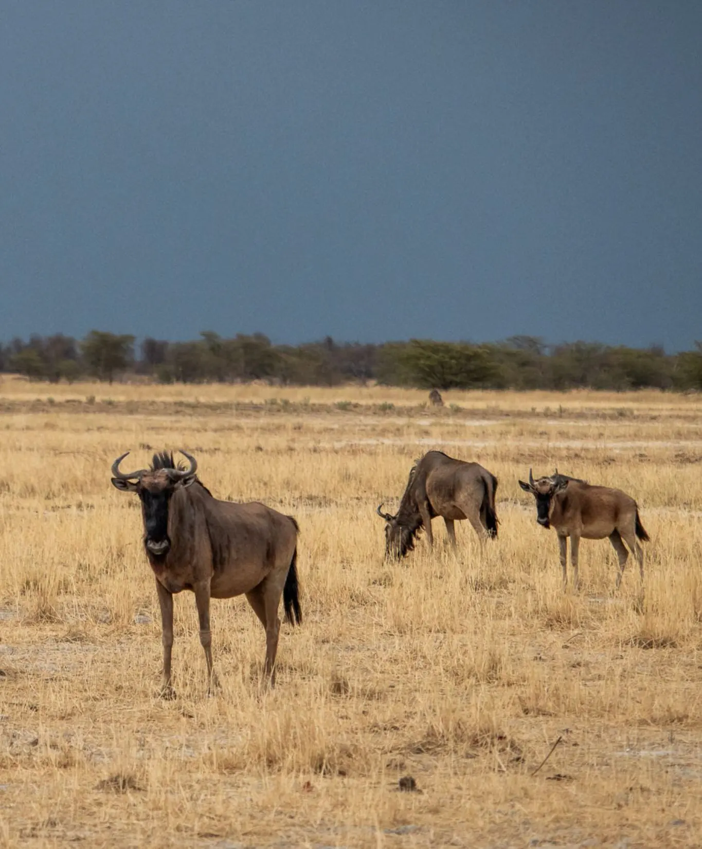 gnoes in Makgadikgadi pans