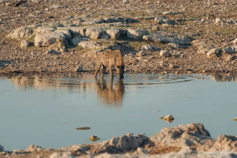 Hyena in Makgadikgadi Pans