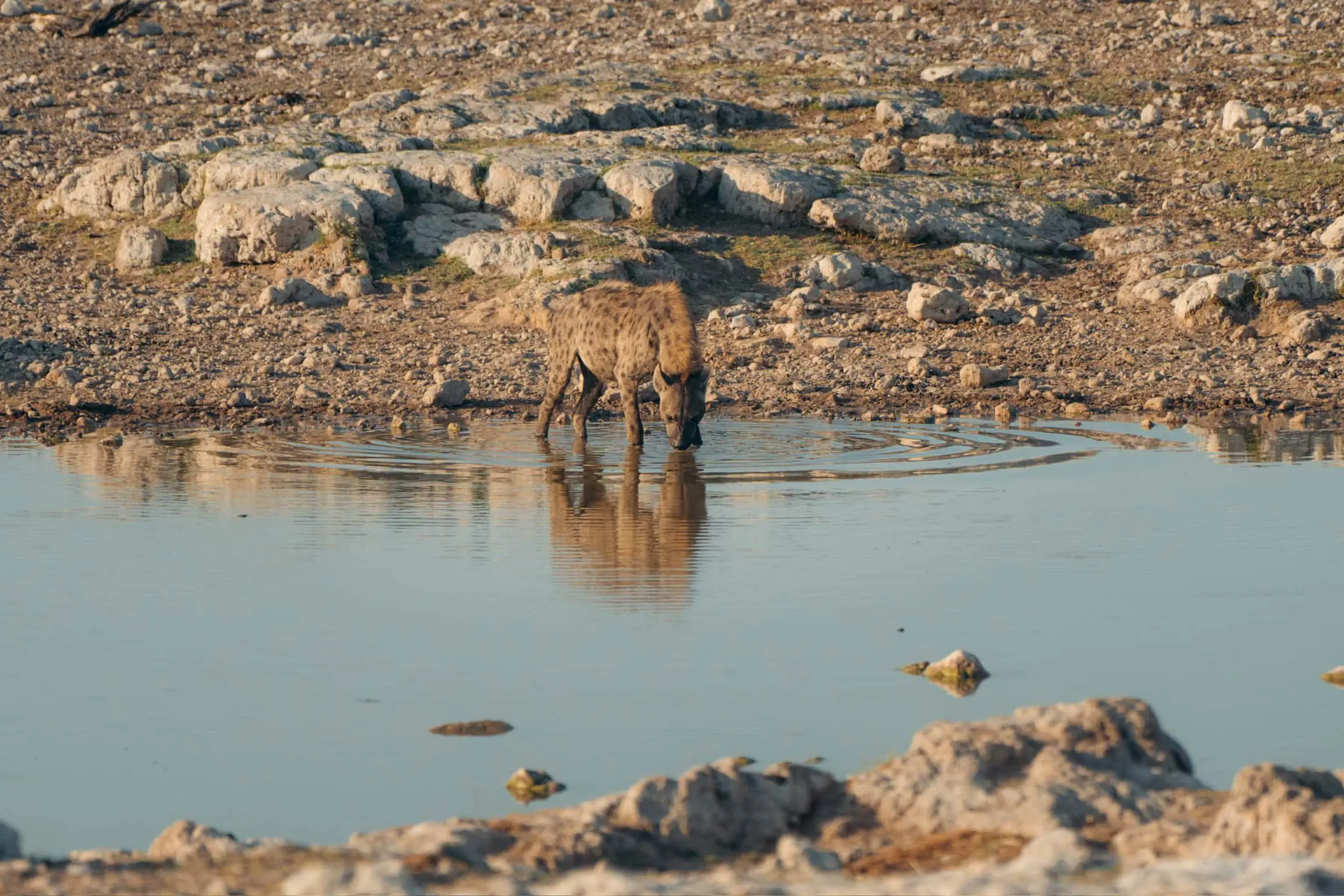 Hyena in Makgadikgadi Pans
