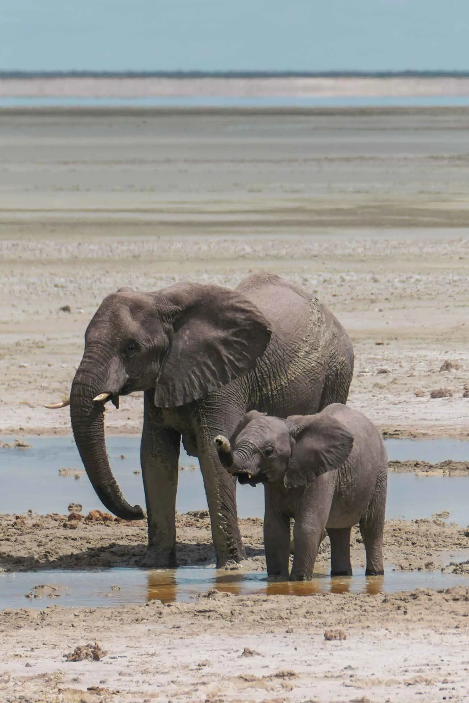 Olifanten in Makgadikgadi pans
