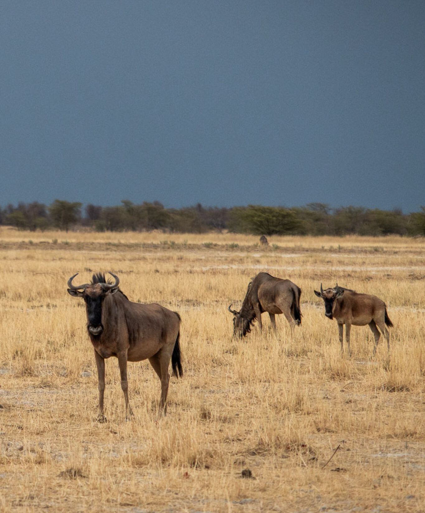 wildebeests in Makgadikgadi pans