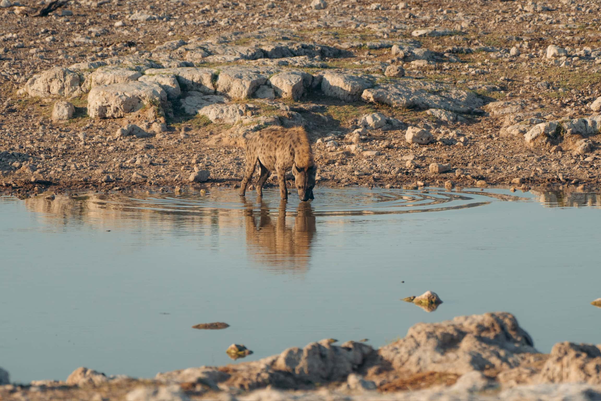 Hyena in Makgadikgadi Pans